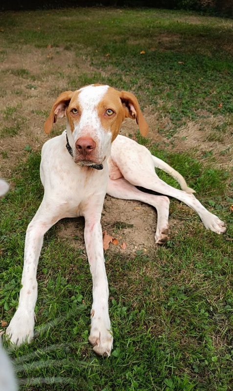 HUGO et maman JADE - Chien à adopter - photo 16