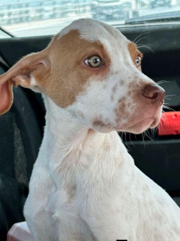 HUGO et maman JADE - Chien à adopter - photo 13