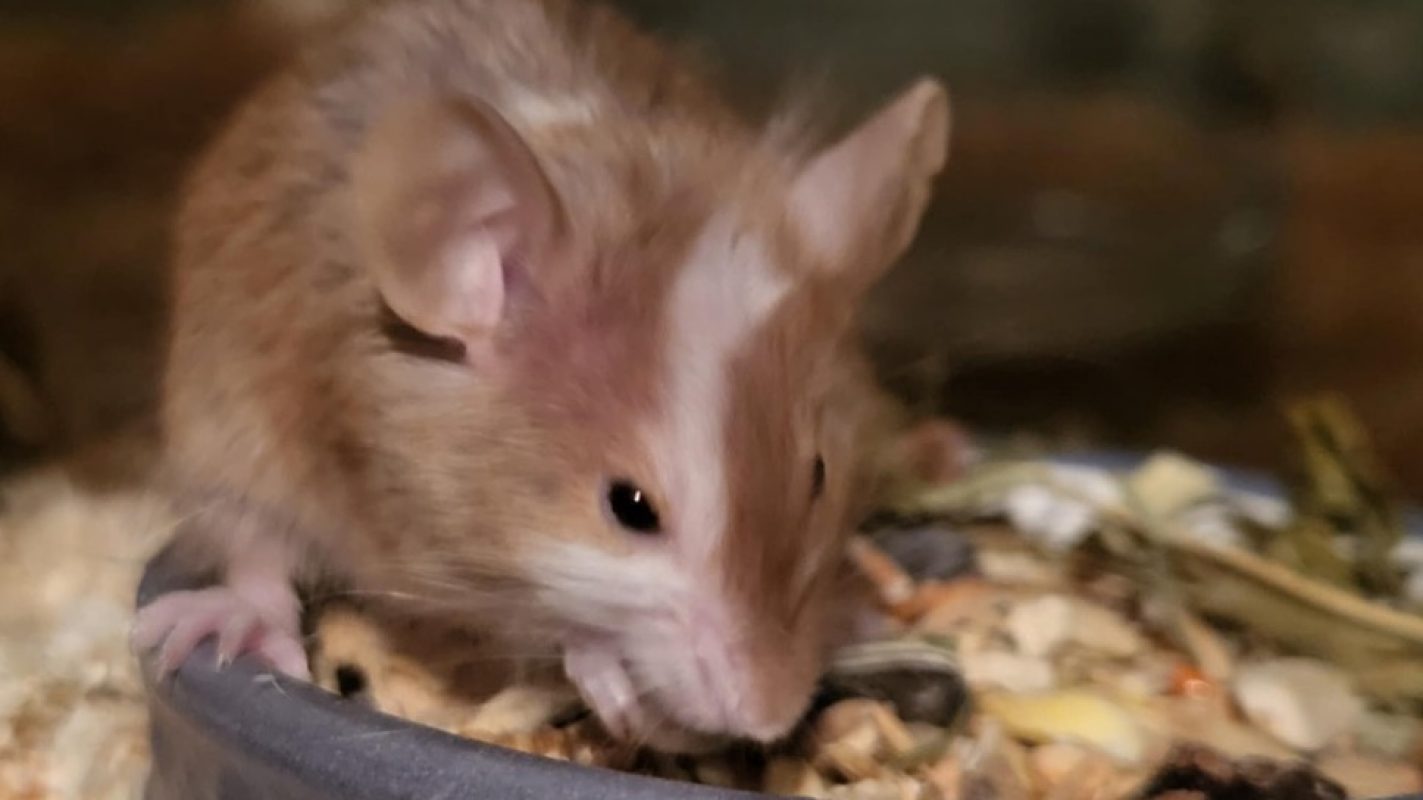 Kinder - Rongeur Souris à adopter