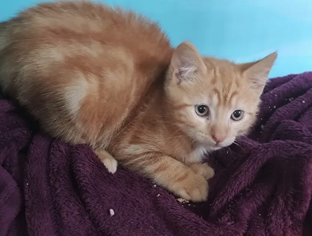 Zazou - Chat Européen à adopter