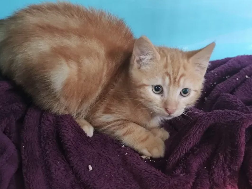 Zazou - Chat Européen à adopter - photo 2