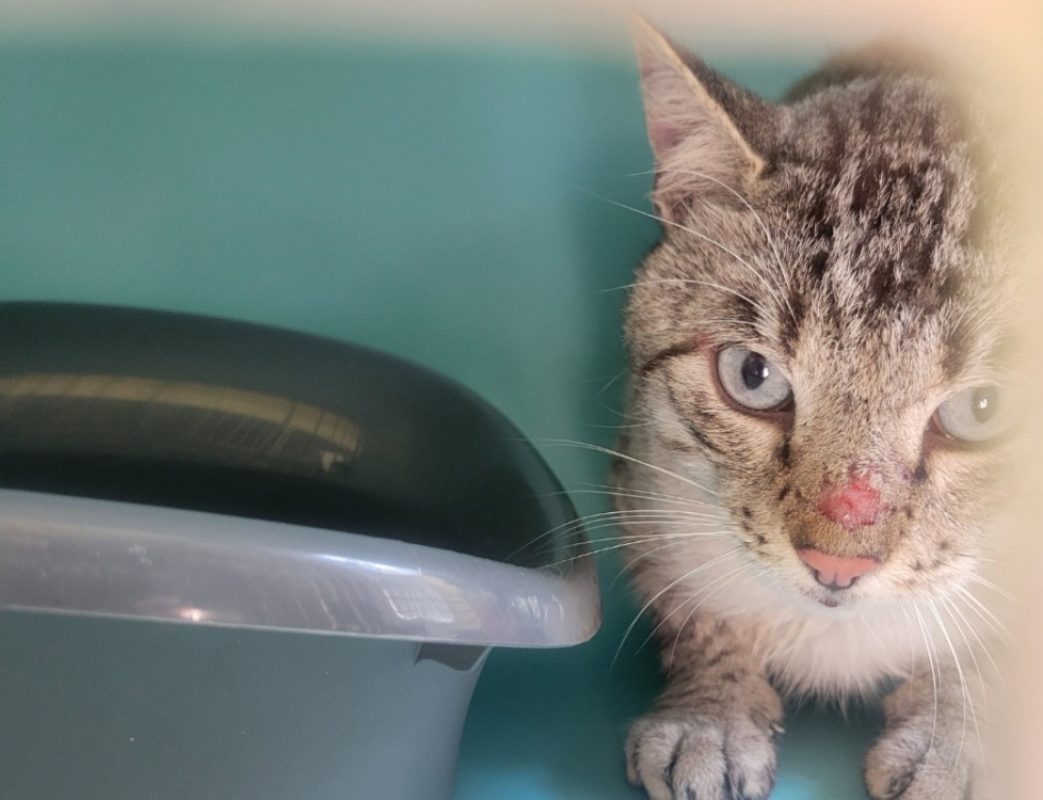 Paquito - Chat Siamois à adopter