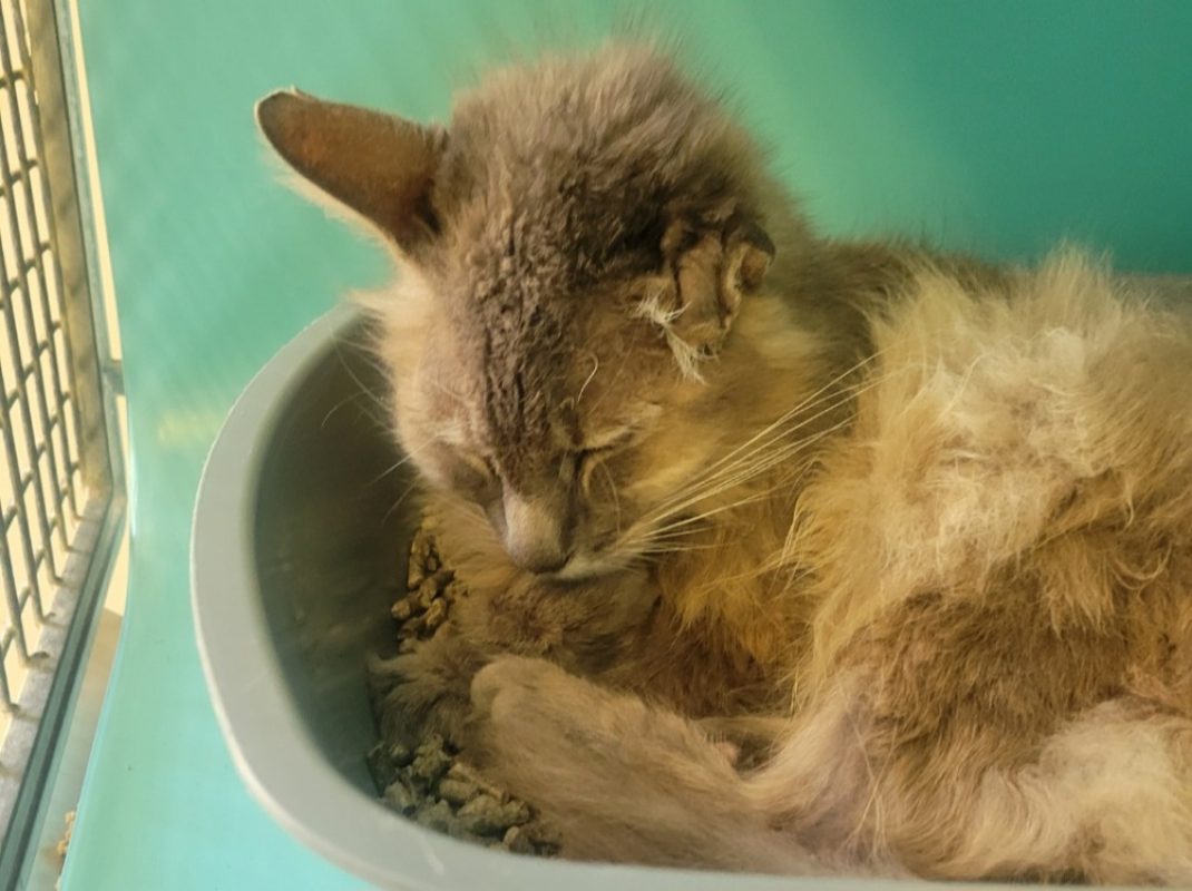Ryuk - Chat Européen à adopter