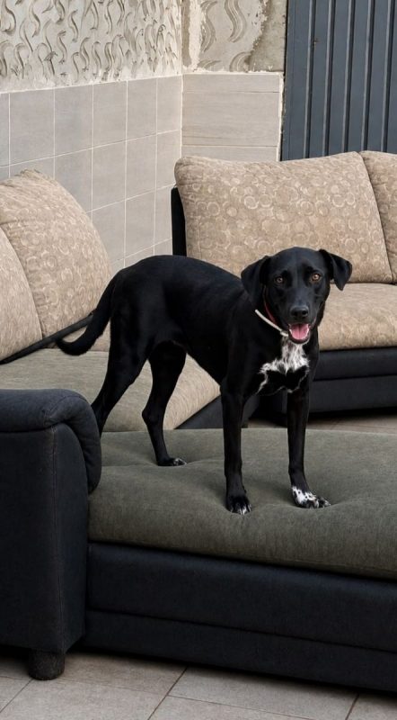 LISA - Chien Labrador-Retriever à adopter - photo 5