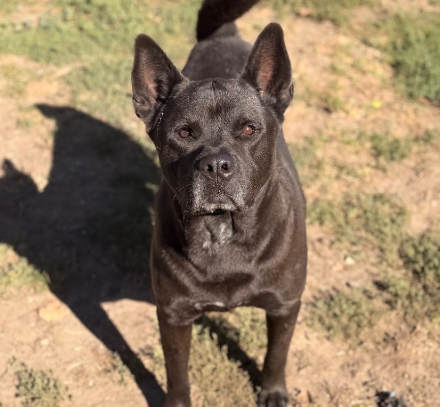 Horus - Chien à adopter