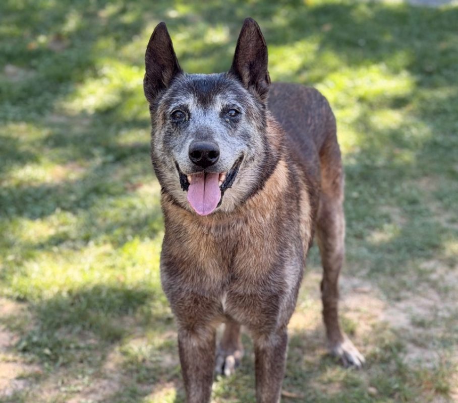 Raoul - Chien Berger Belge Malinois à adopter