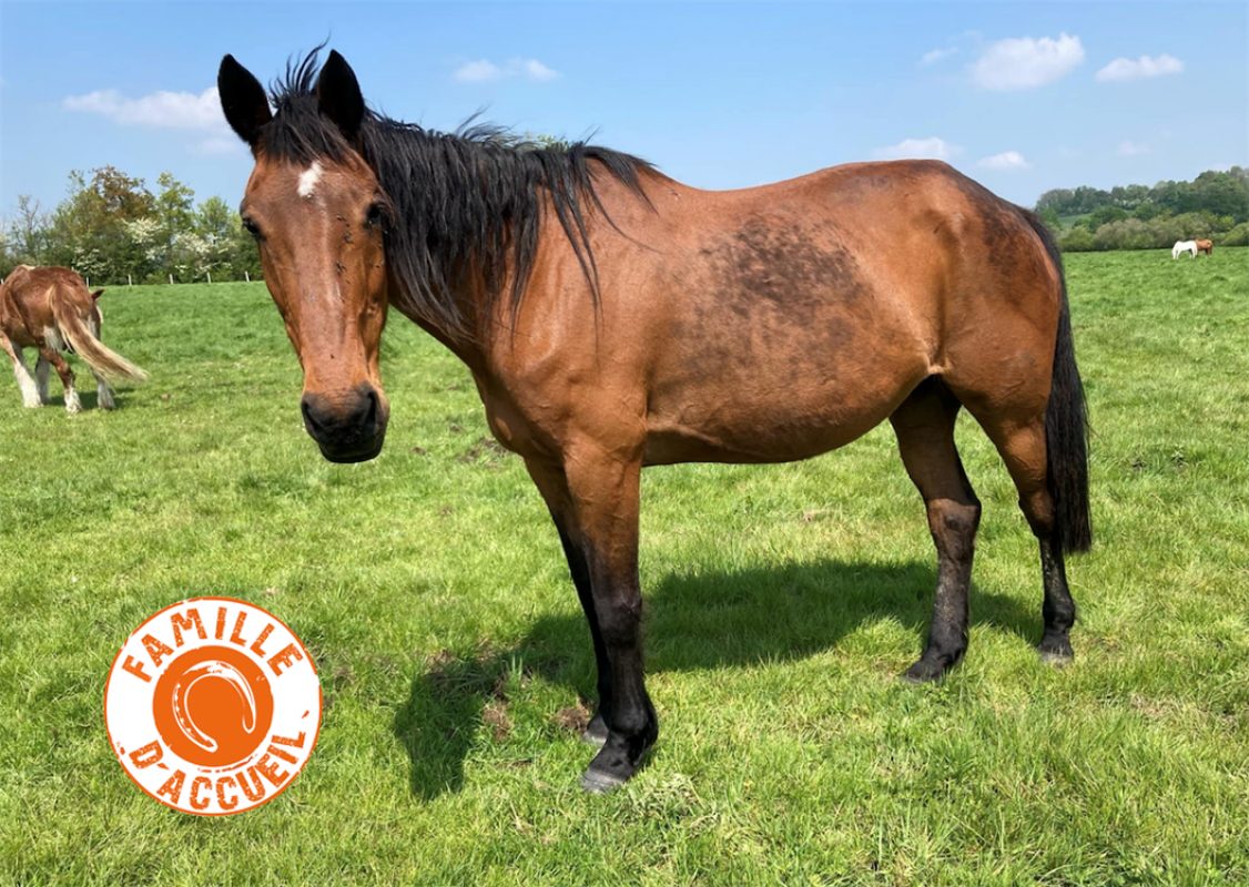 Melusine - Equidé Cheval à adopter