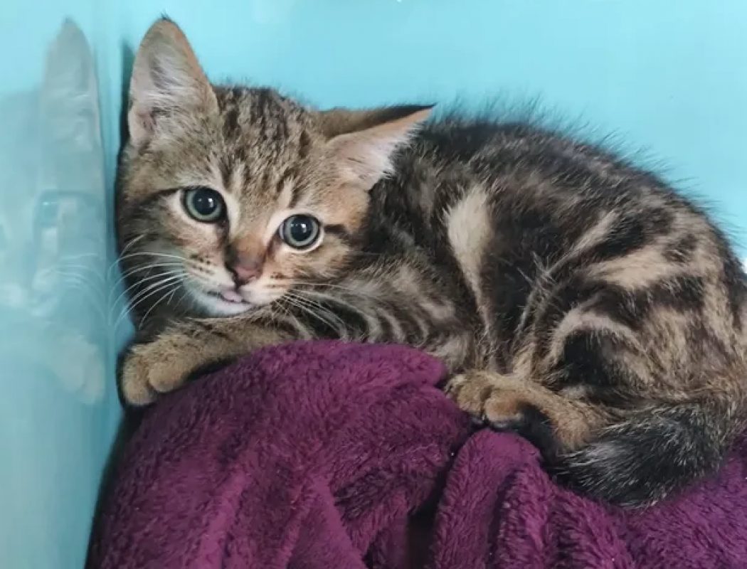 Balou - Chat Européen à adopter