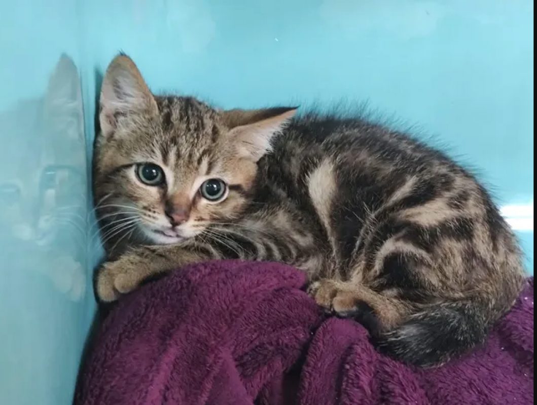 Balou - Chat Européen à adopter - photo 2