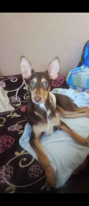 TINTIN - Chien à adopter