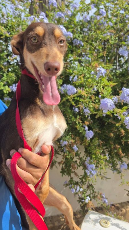 TINTIN - Chien à adopter - photo 3
