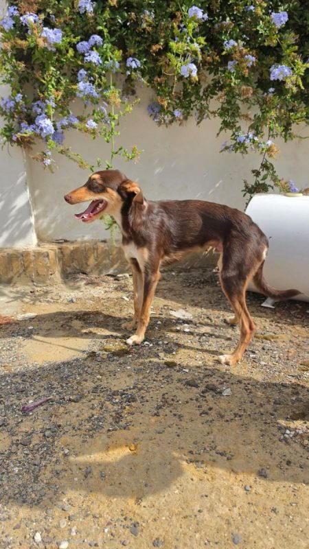 TINTIN - Chien à adopter - photo 2