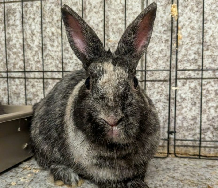 Muffin - Rongeur Lapin à adopter