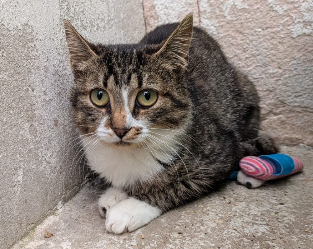 Virginie - Chat Européen à adopter