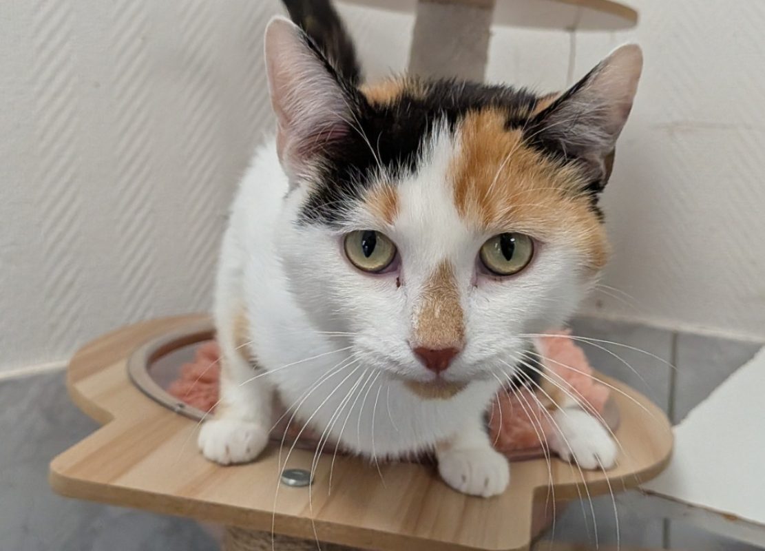 Yuhey - Chat Européen à adopter