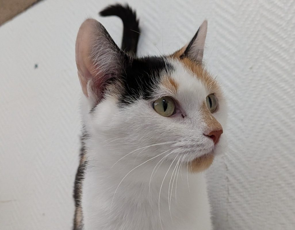 Yuhey - Chat Européen à adopter - photo 2