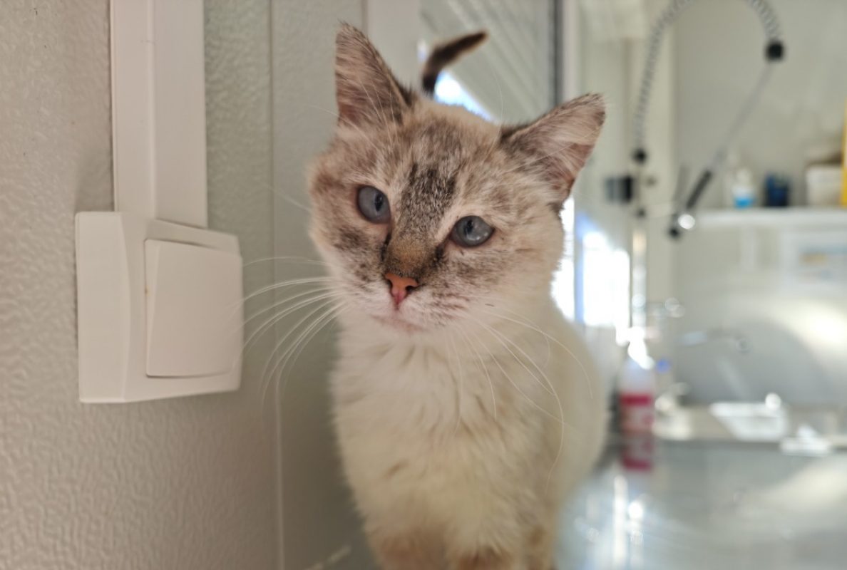 Rhaenys - Chat Européen à adopter