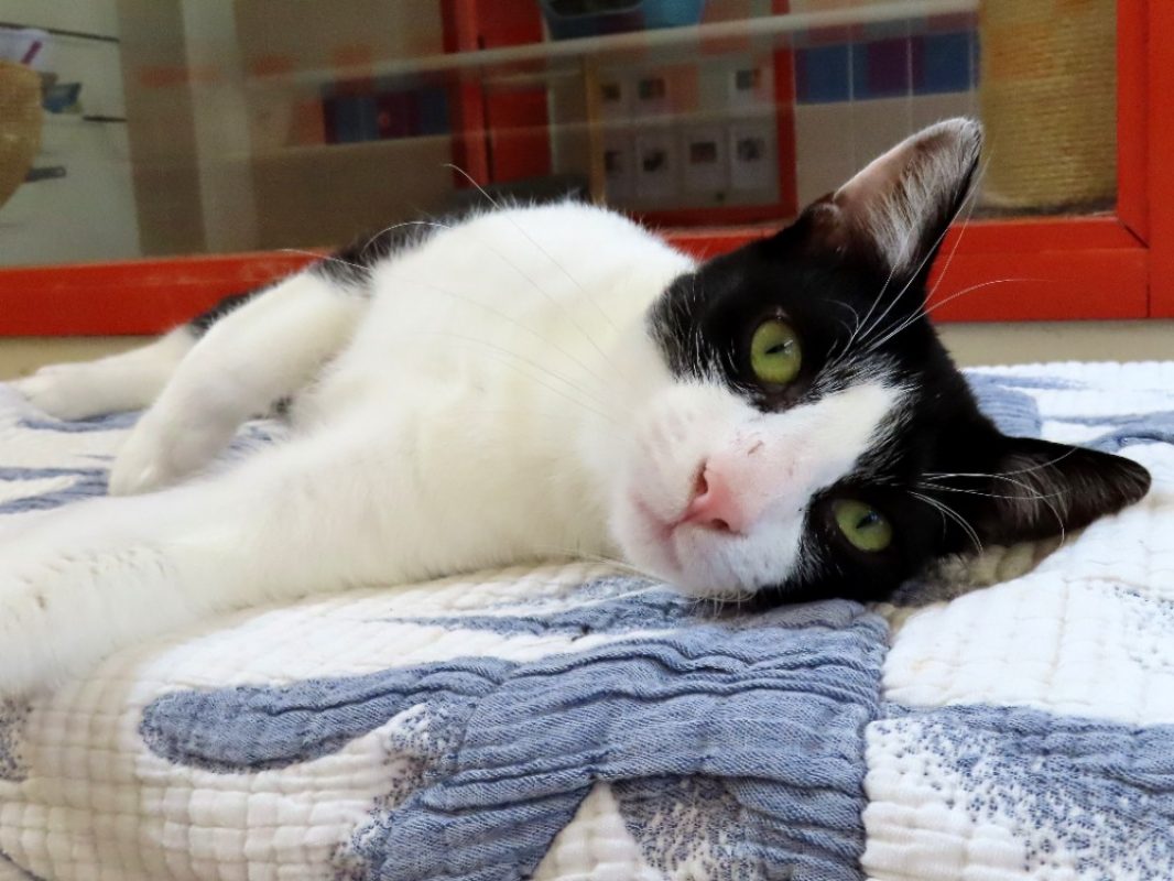 Aster - Chat Européen à adopter