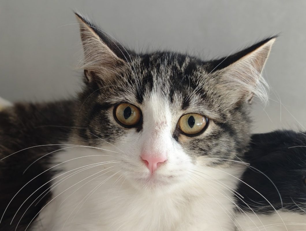 Ashley - Chat Européen à adopter