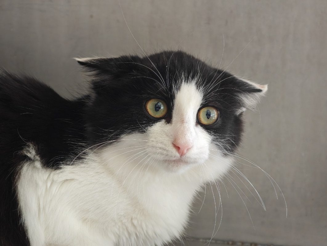 Criquette - Chat Européen à adopter