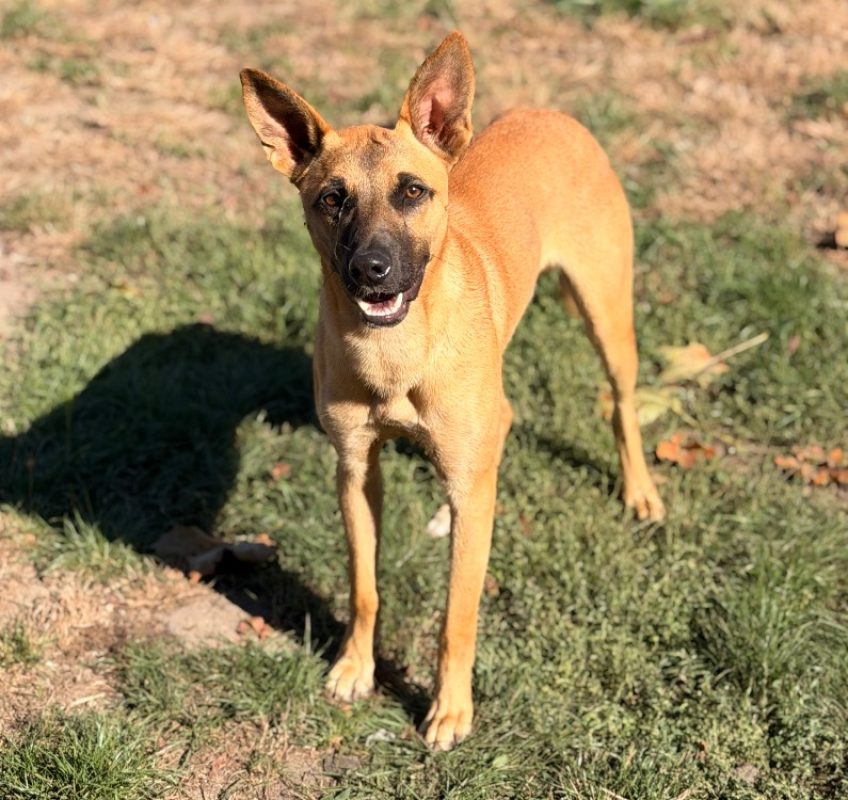 Socrate - Chien à adopter