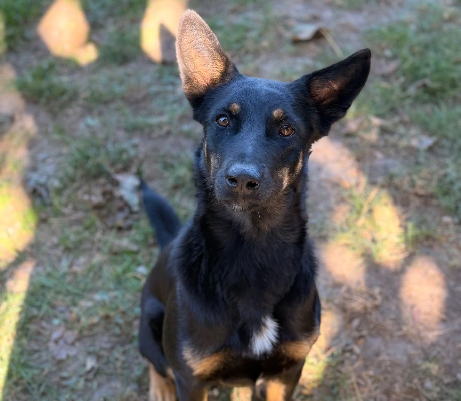 Colette - Chien à adopter