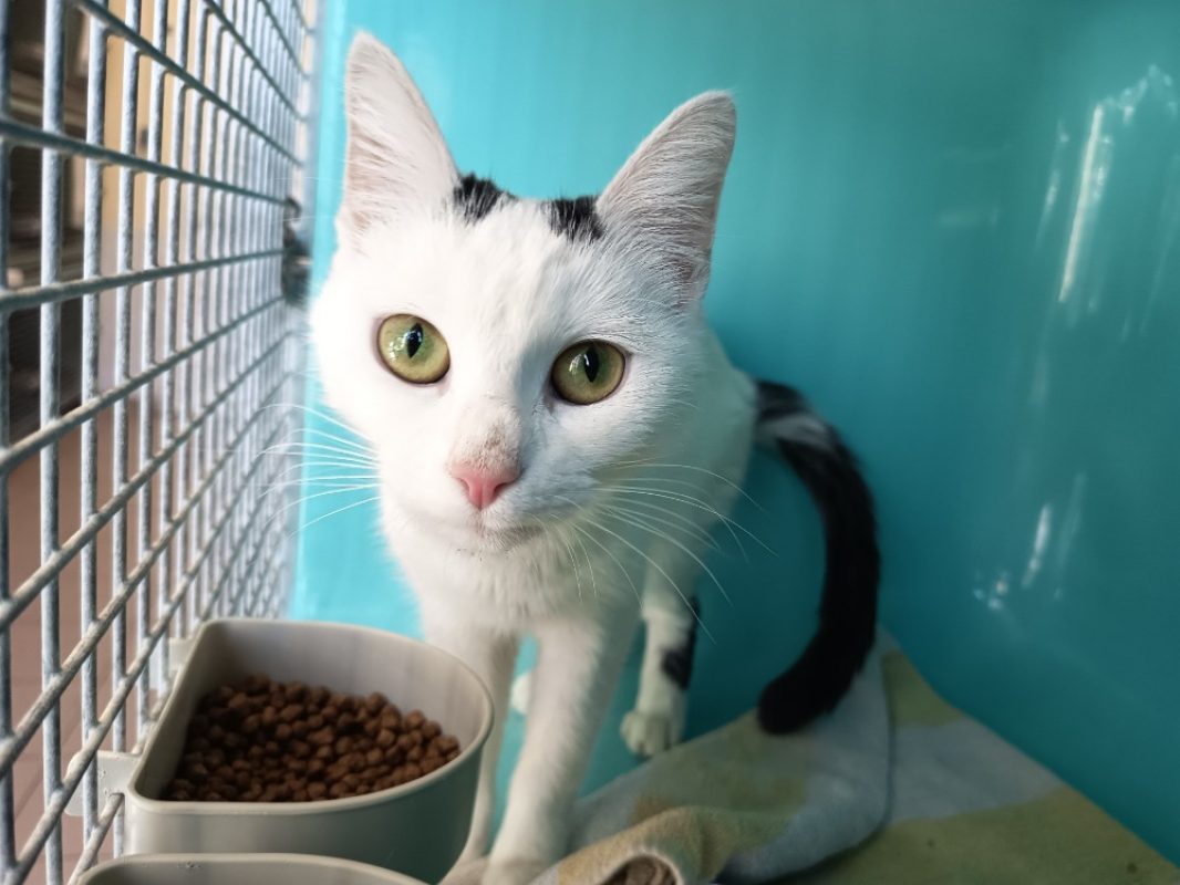 Gemini - Chat Européen à adopter
