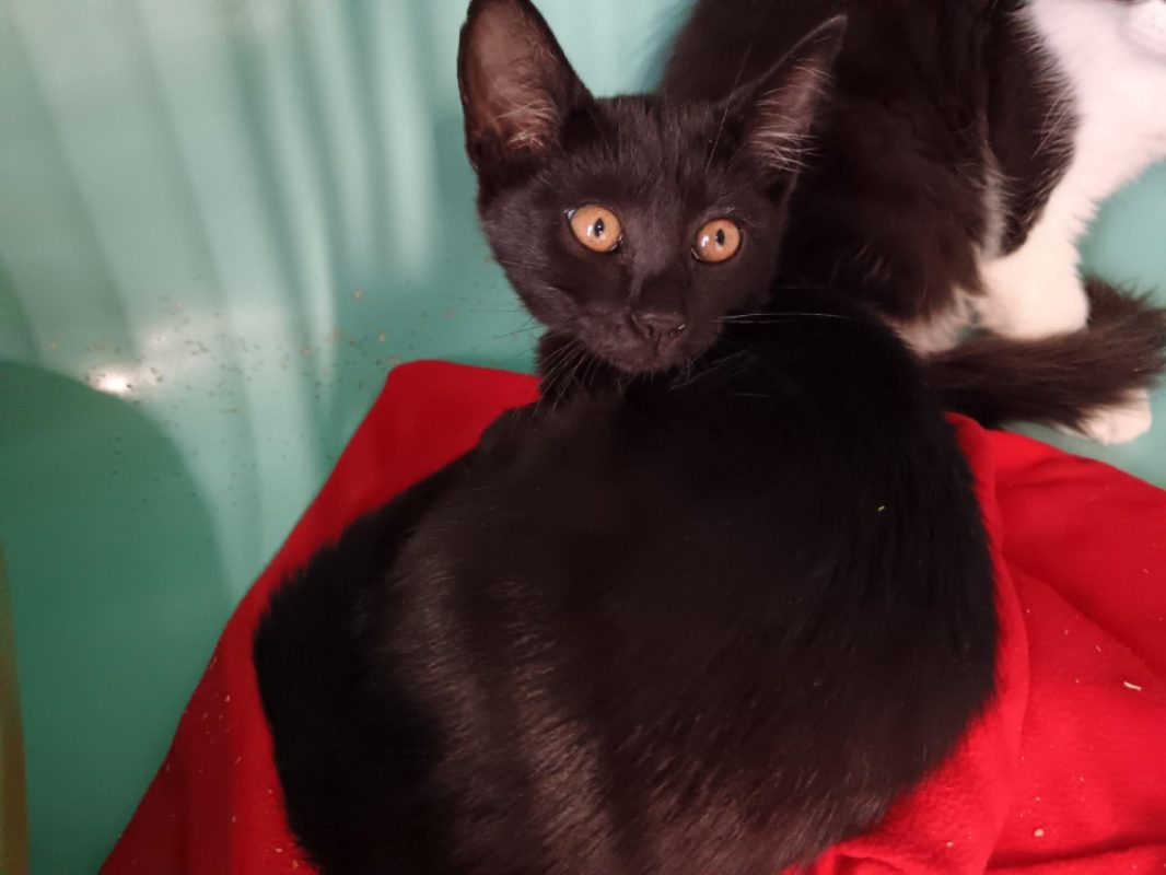 Vanille - Chat Européen à adopter
