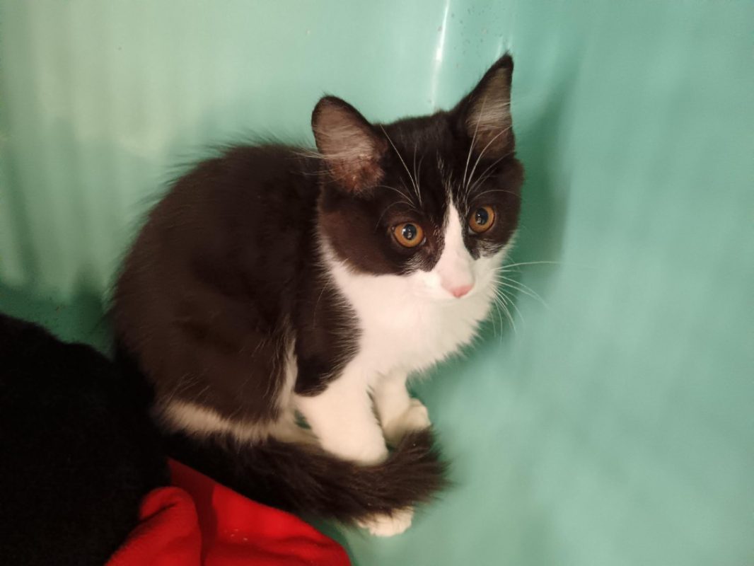Caramel - Chat Européen à adopter