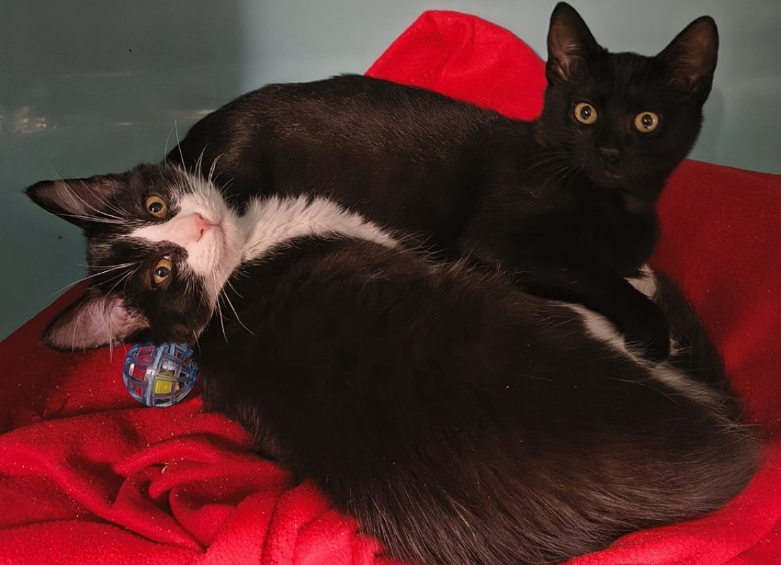 Caramel - Chat Européen à adopter