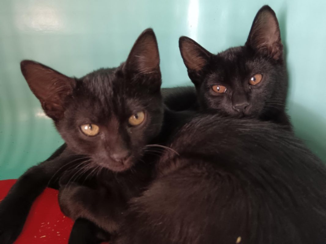 Choco - Chat Européen à adopter