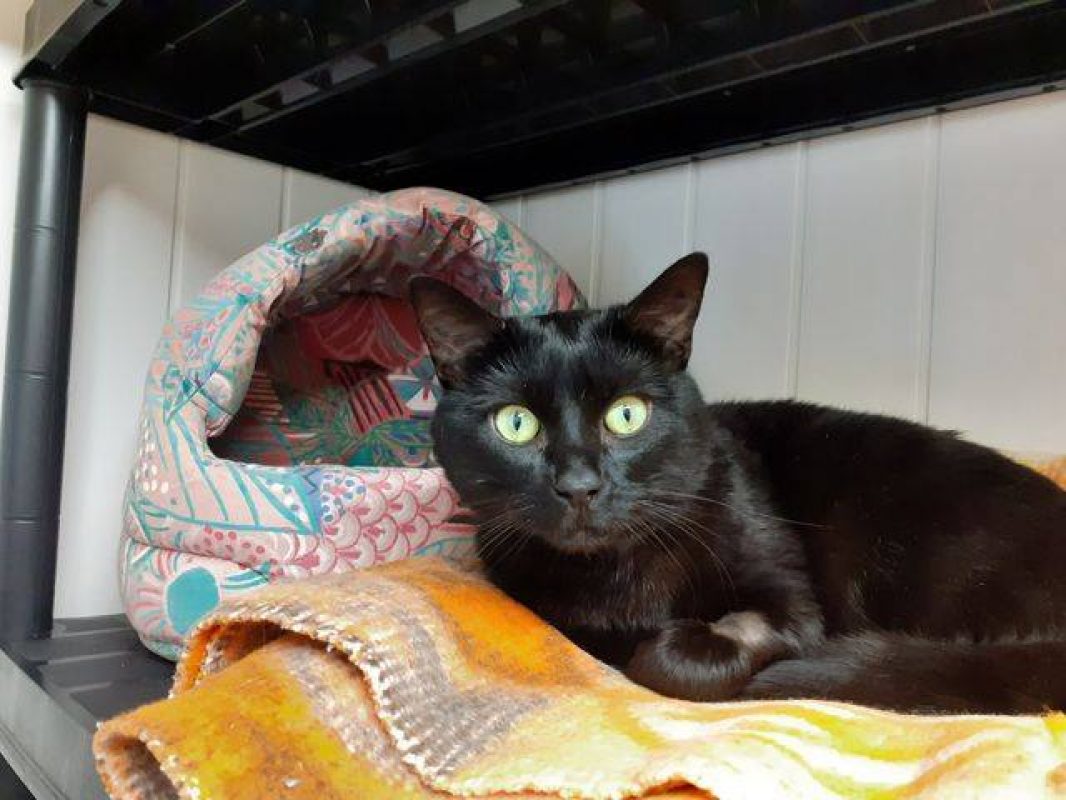 Nox en sos - Chat Européen à adopter