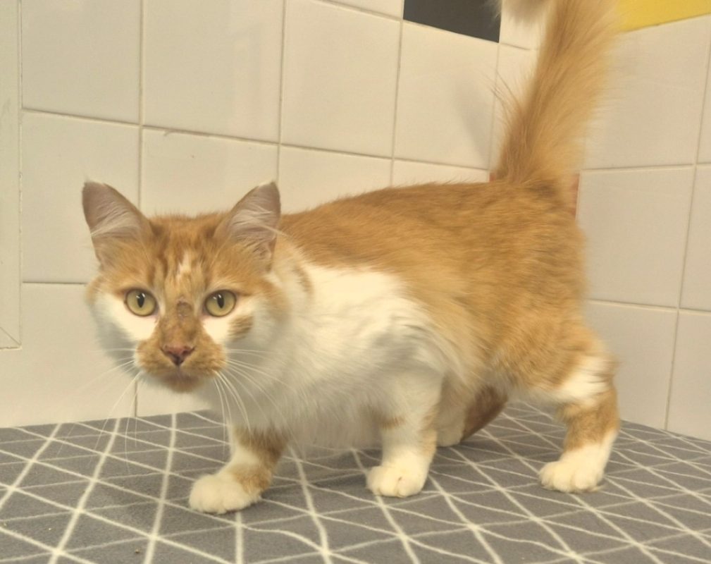 Enid - Chat Européen à adopter