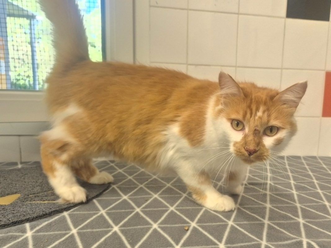 Enid - Chat Européen à adopter - photo 5