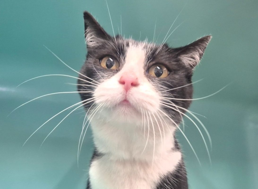 Orphé - Chat Européen à adopter