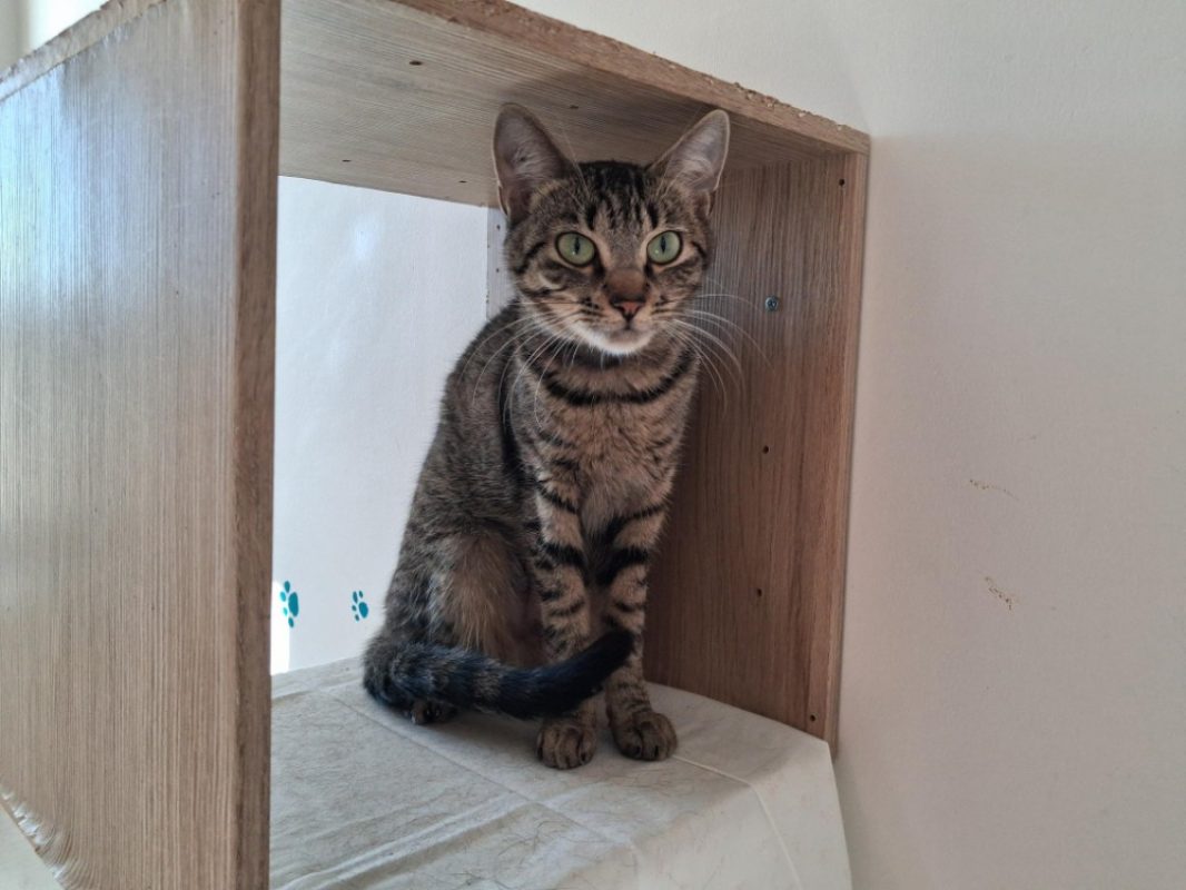 Zoulette - Chat Européen à adopter