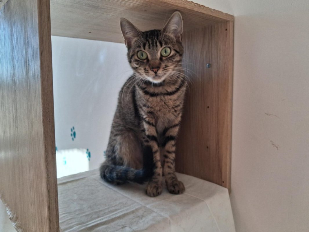Zoulette - Chat Européen à adopter - photo 2