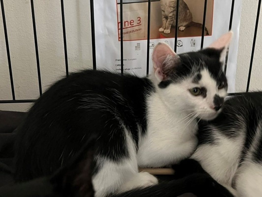 Woopie - Chat Européen à adopter