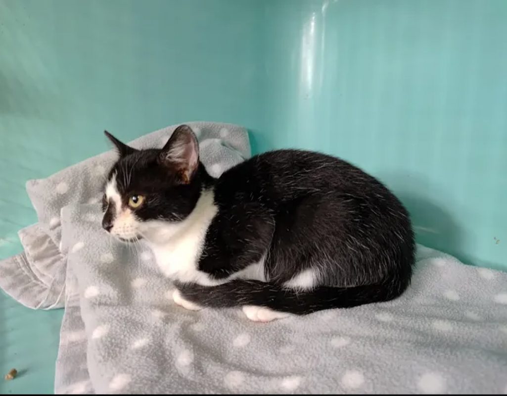 Bounty - Chat Européen à adopter - photo 2