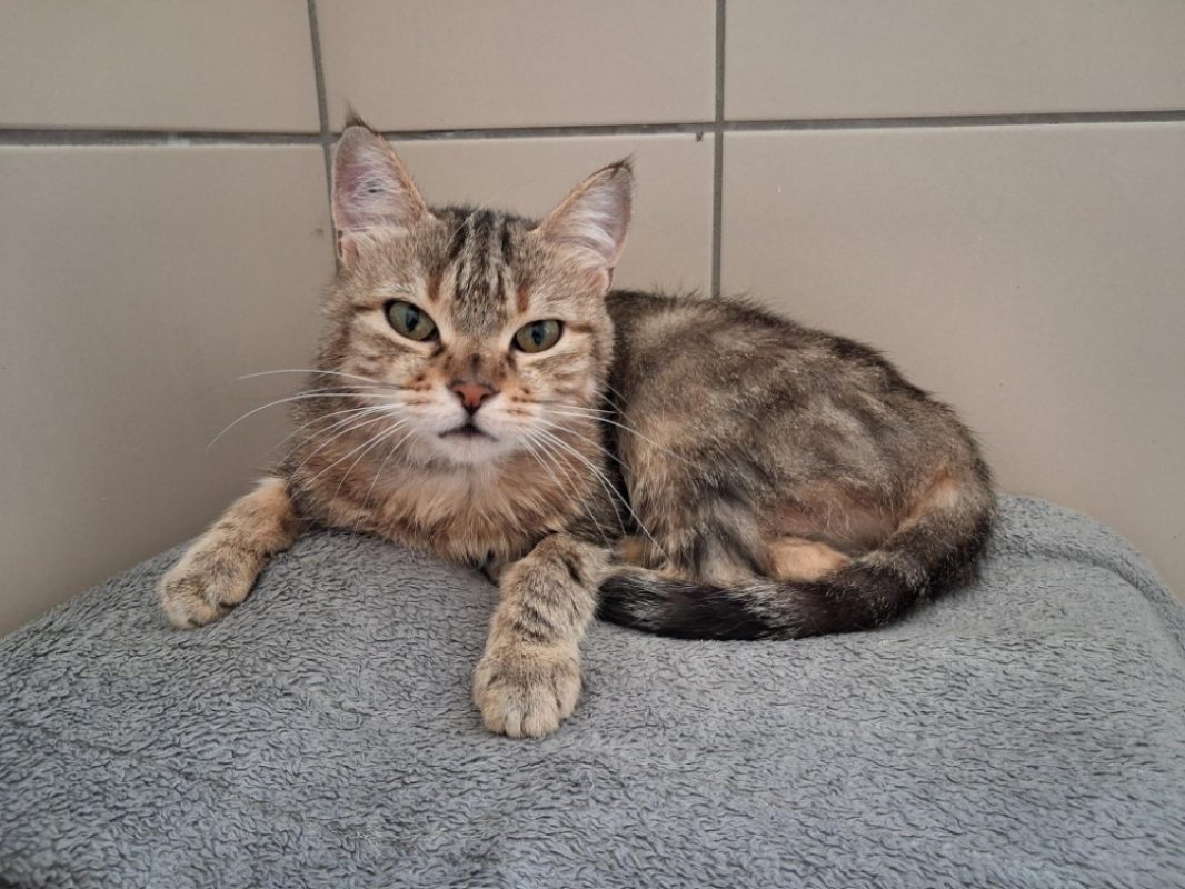 Sassy - Chat Européen à adopter