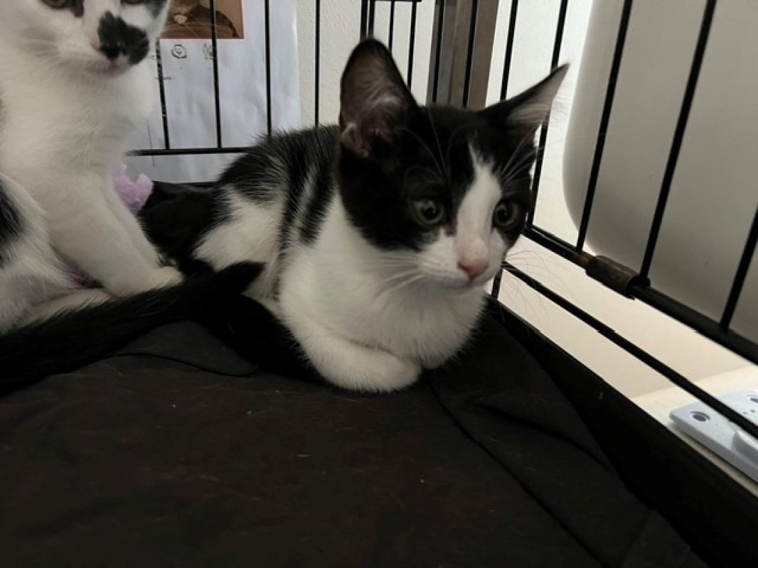 Pudding - Chat Européen à adopter