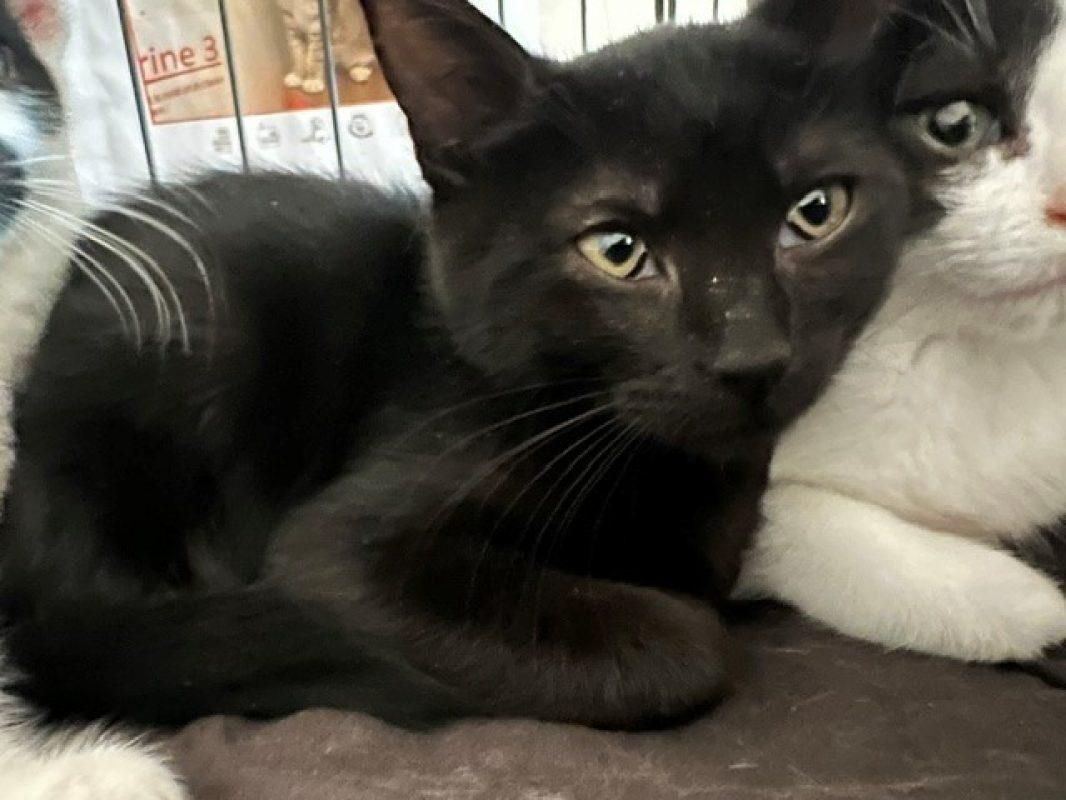 Amaya - Chat Européen à adopter