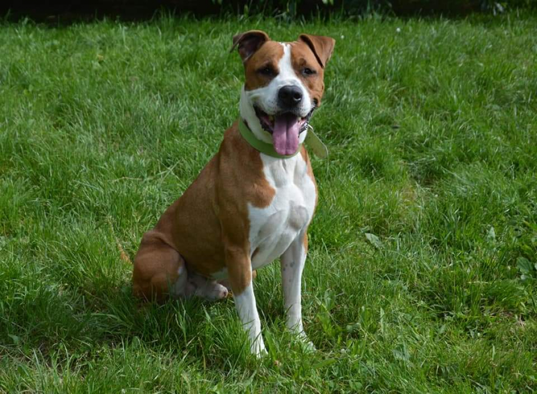 Lucky - Chien à adopter - photo 2
