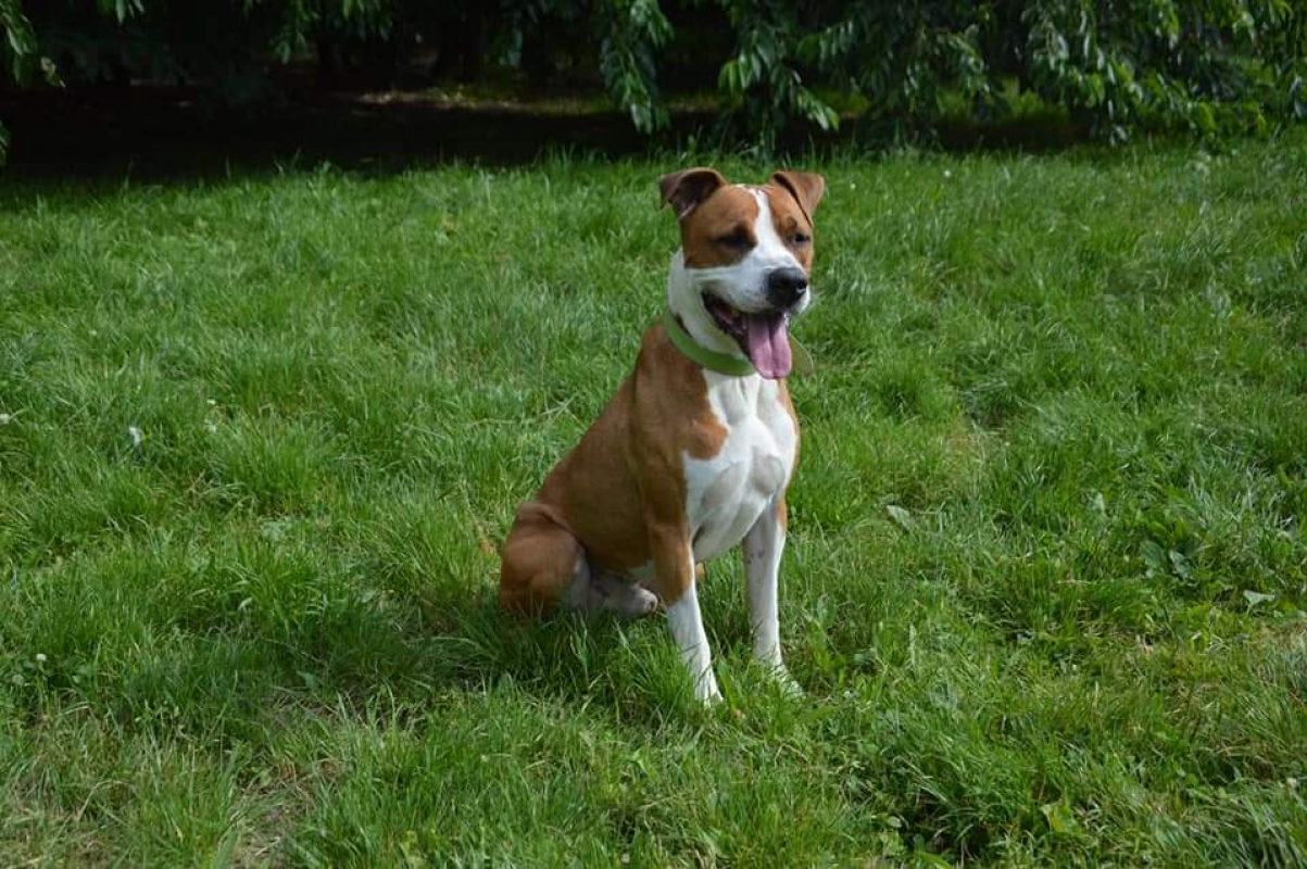 Lucky - Chien à adopter - photo 3
