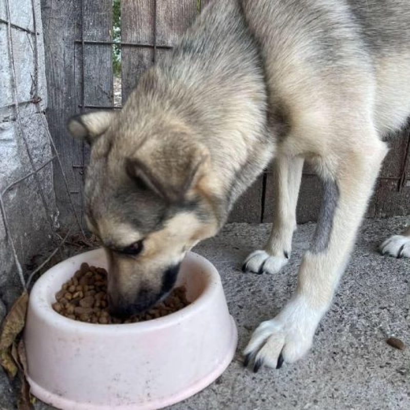 NELLY - Chien à adopter - photo 4