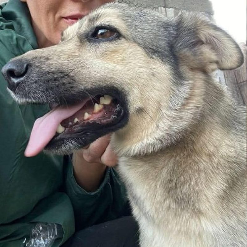 NELLY - Chien à adopter - photo 2