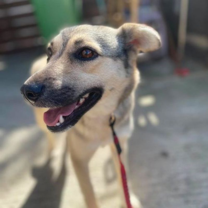 NELLY - Chien à adopter - photo 8