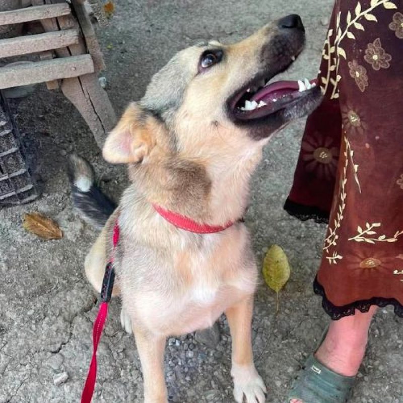 NELLY - Chien à adopter - photo 11