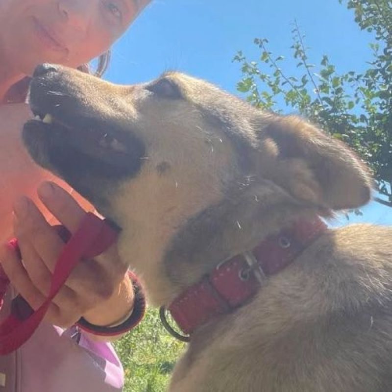 NELLY - Chien à adopter - photo 12