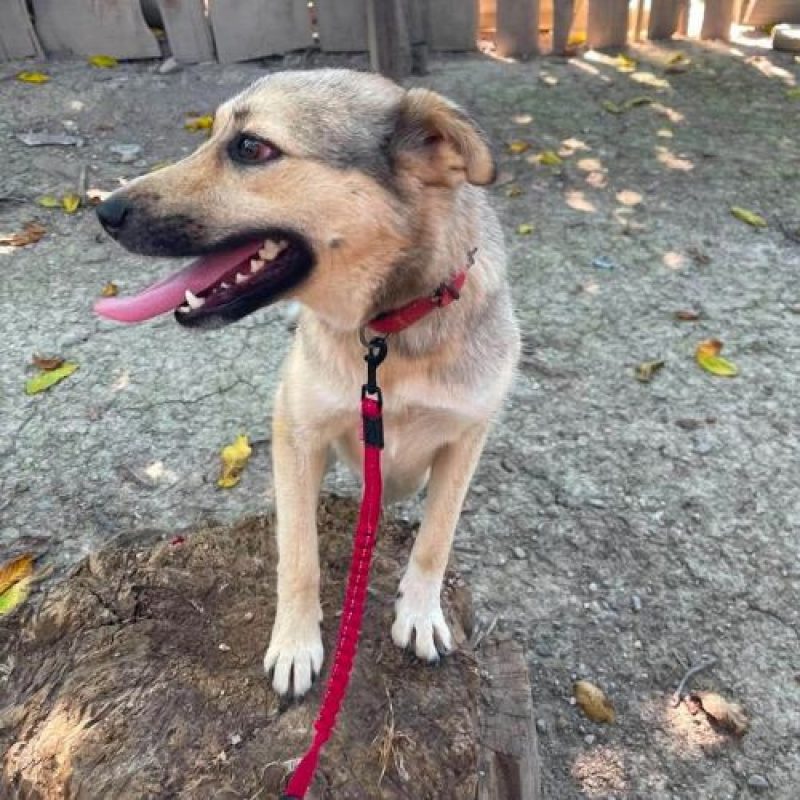 NELLY - Chien à adopter - photo 5